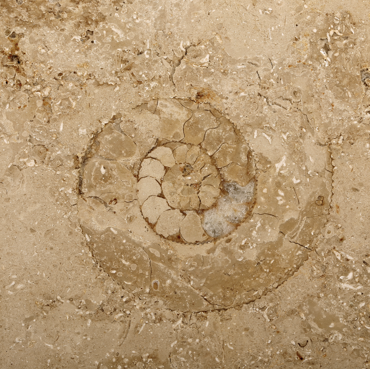 Marbre du Jura – Édition Classique (Aspect B)